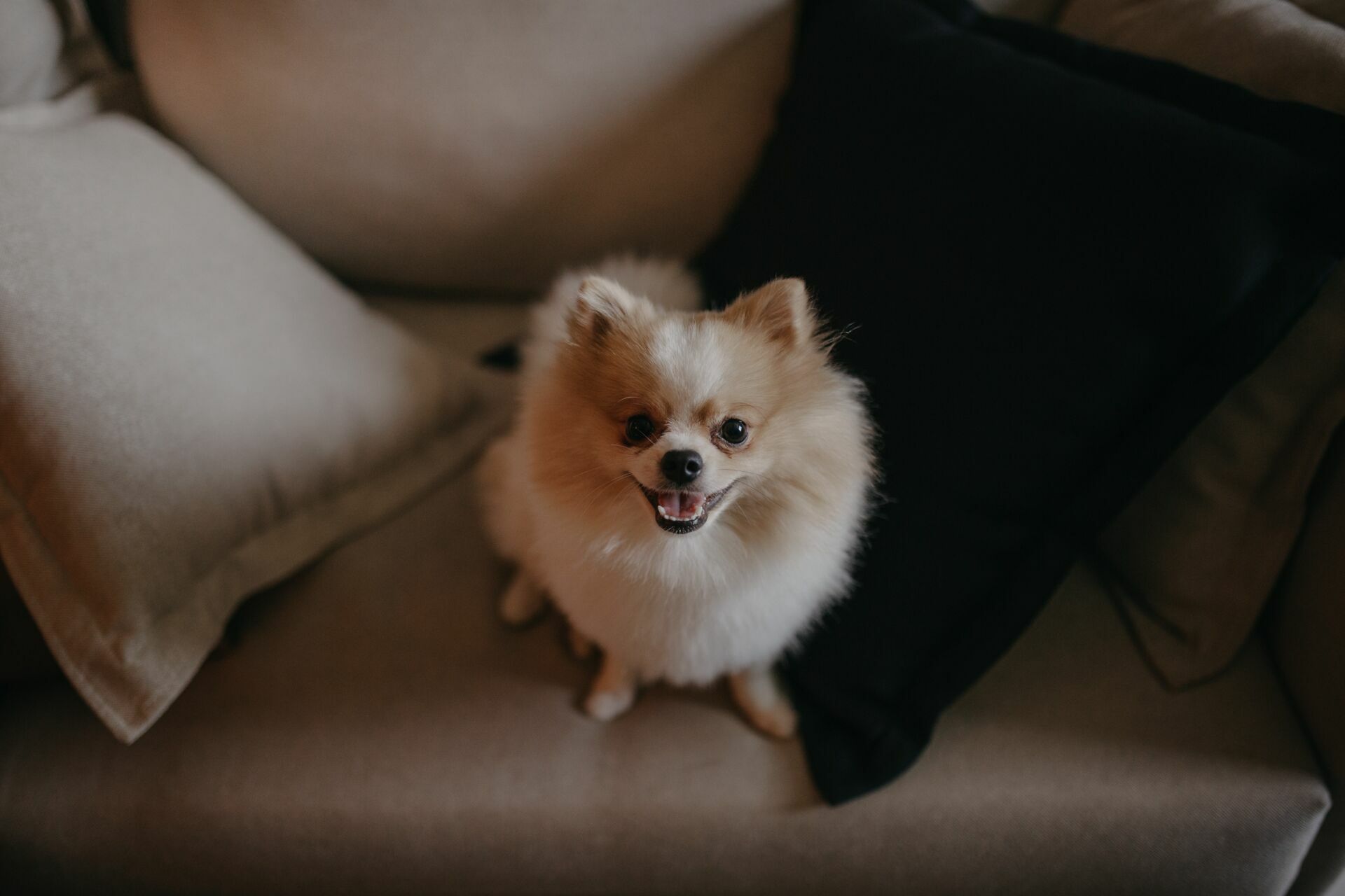 Foto Ensaio - Louise e Alexandre - Imagem 27