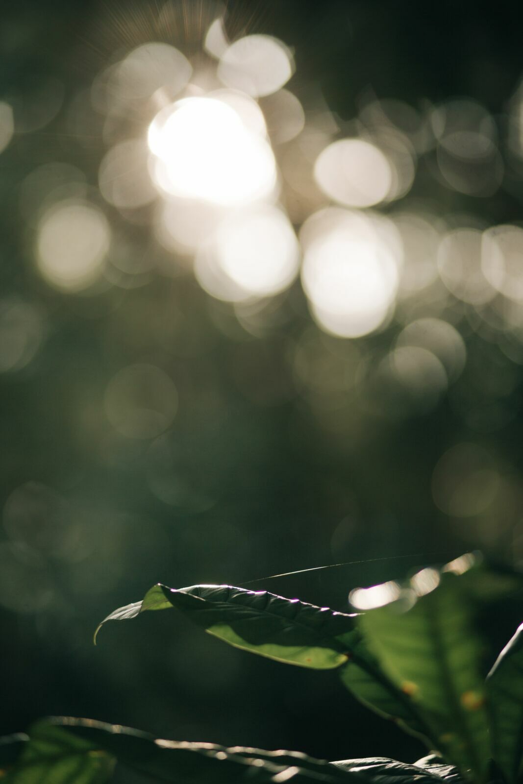 Foto Camilla e VIctor  - Imagem 0