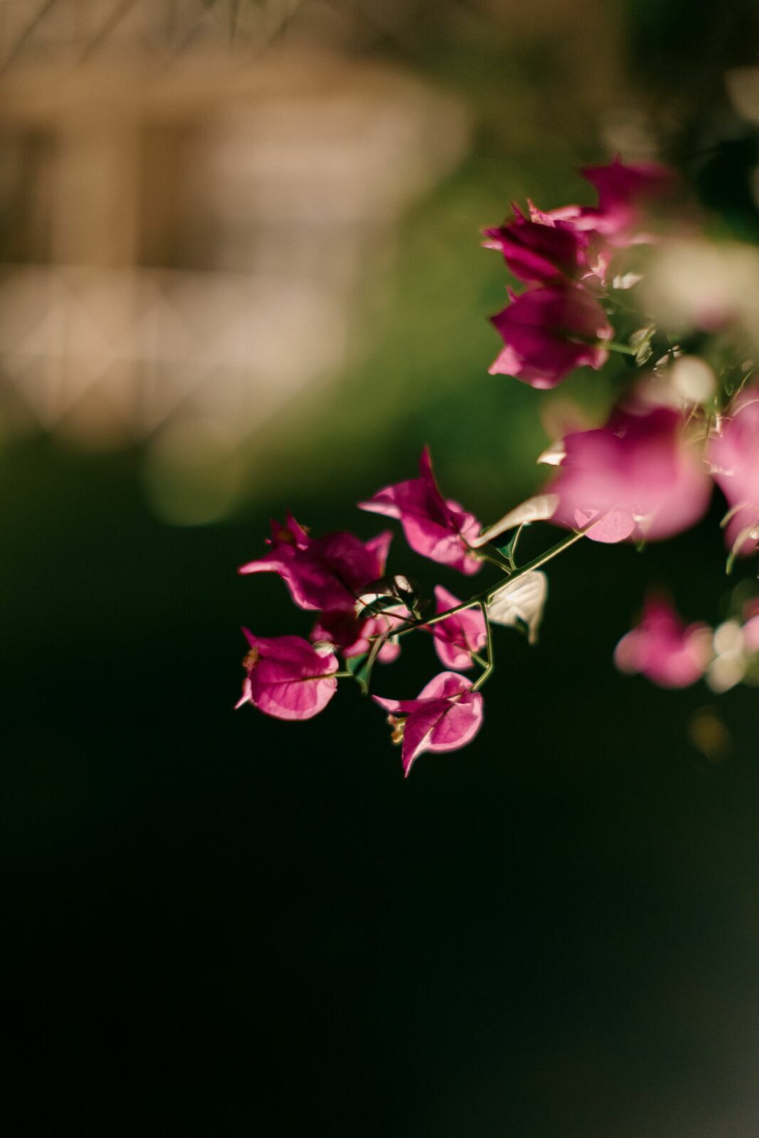 Foto Mariana e Felipe - Imagem 211